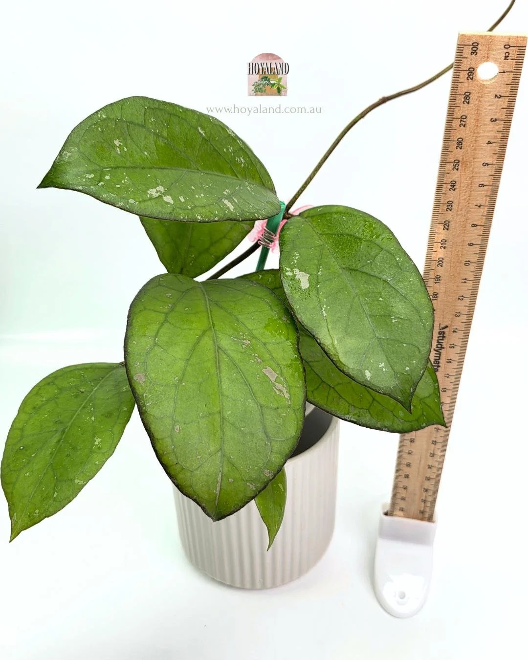 Hoya Priktai (2).jpg