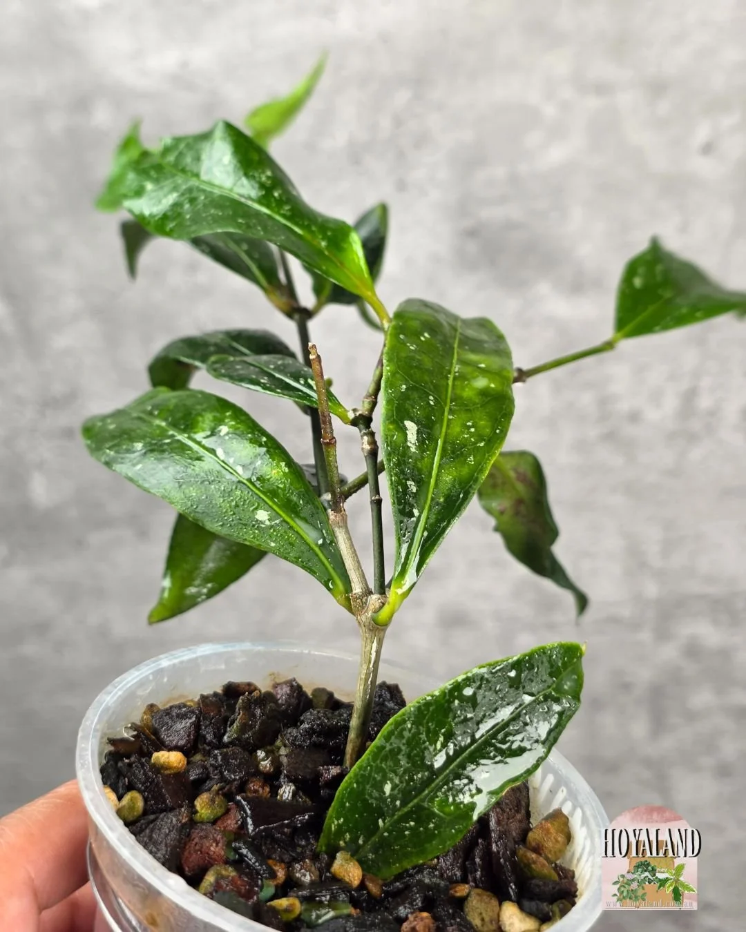 Hoya amicabilis (3).jpg