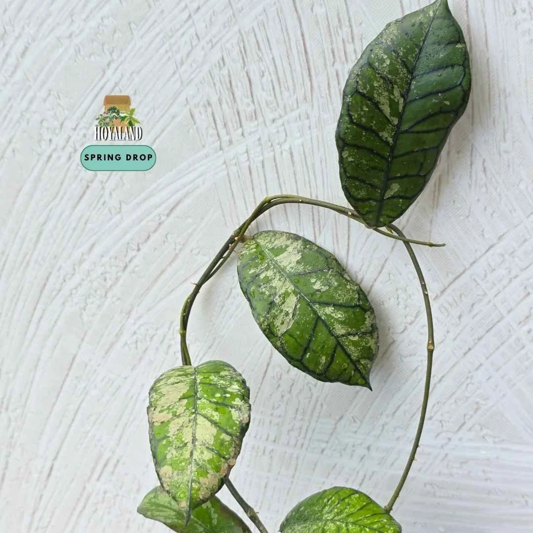 Established Hoya sp Gunung Gading showing etched geometric veins with low to moderate silver splash, propagated from a full silver mother plant