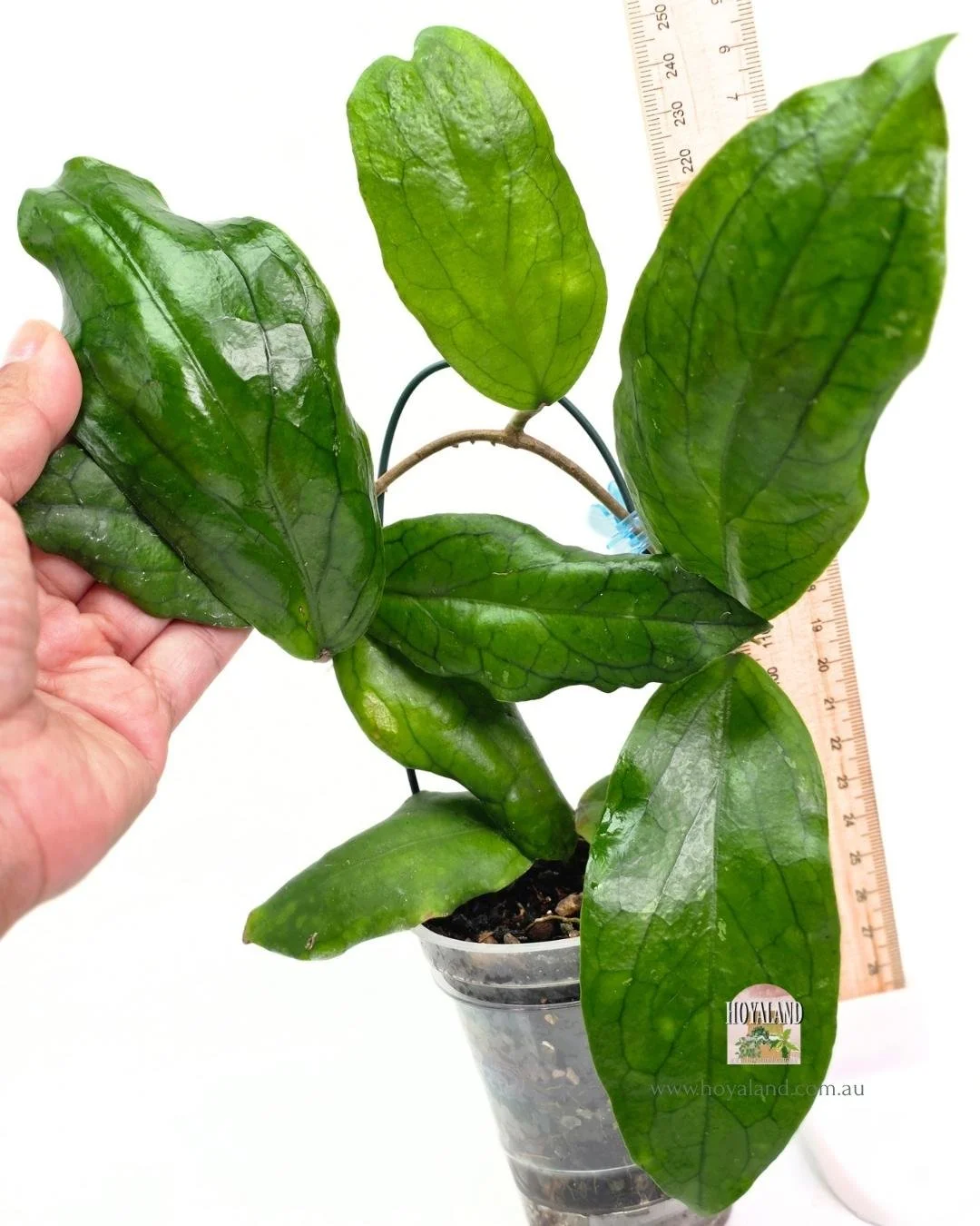 🍂 Hoya cv. Mistie | Beautiful Foliage | Large