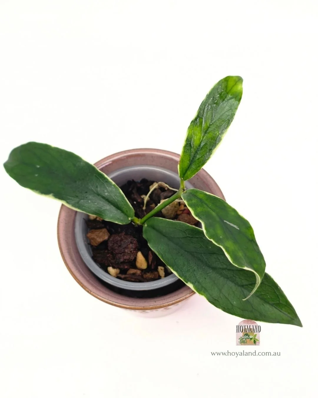 Hoya lobbii albo (2).jpg