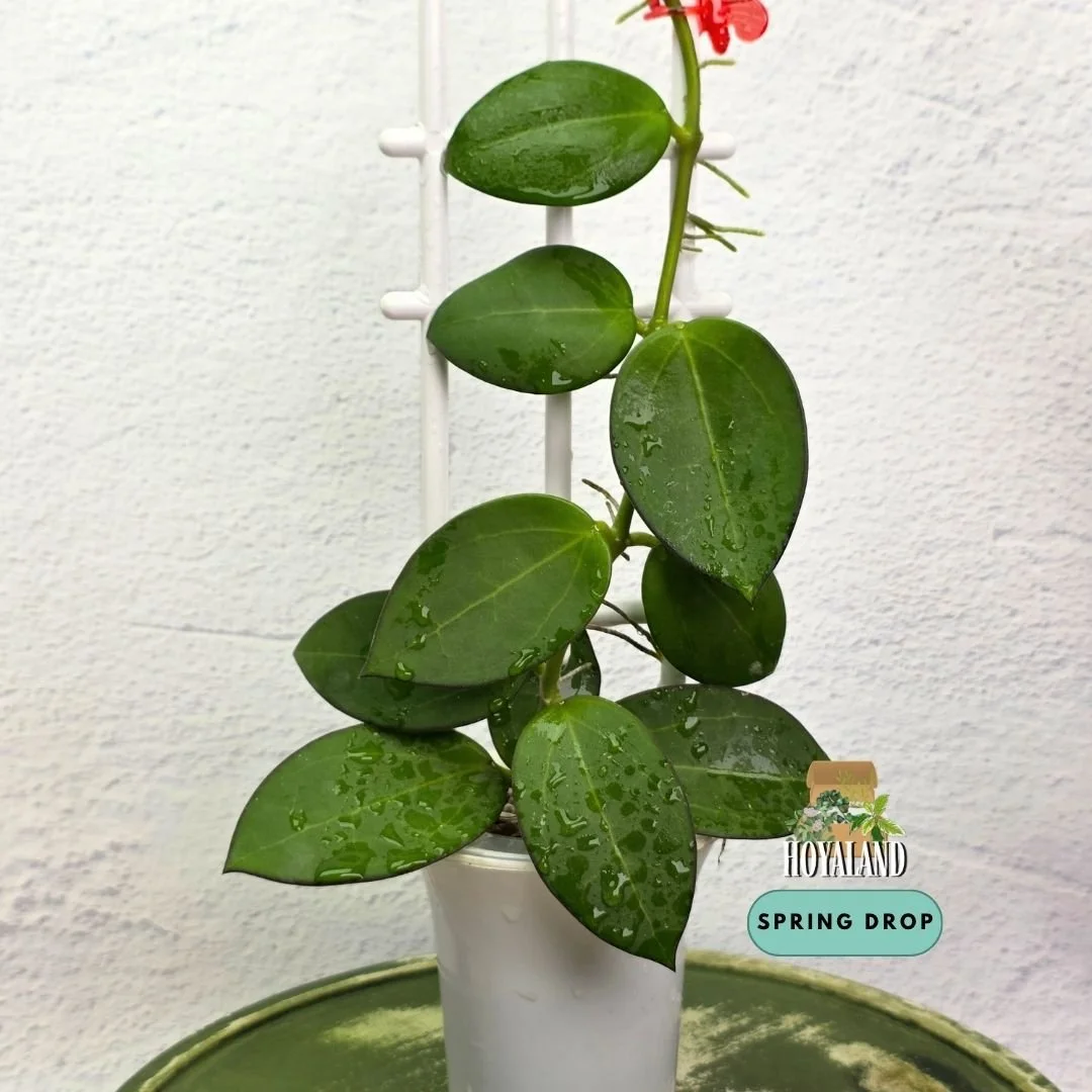 Established Hoya sp Para Green climbing vine showing thick succulent round disc leaves, deep emerald lamina, and active climbing growth