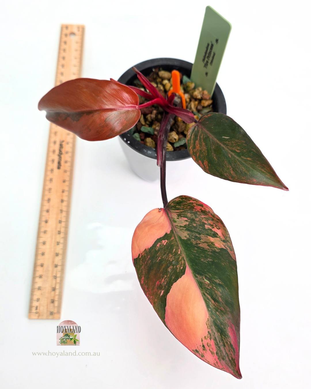 Philodendron Fire Princess (5).jpg