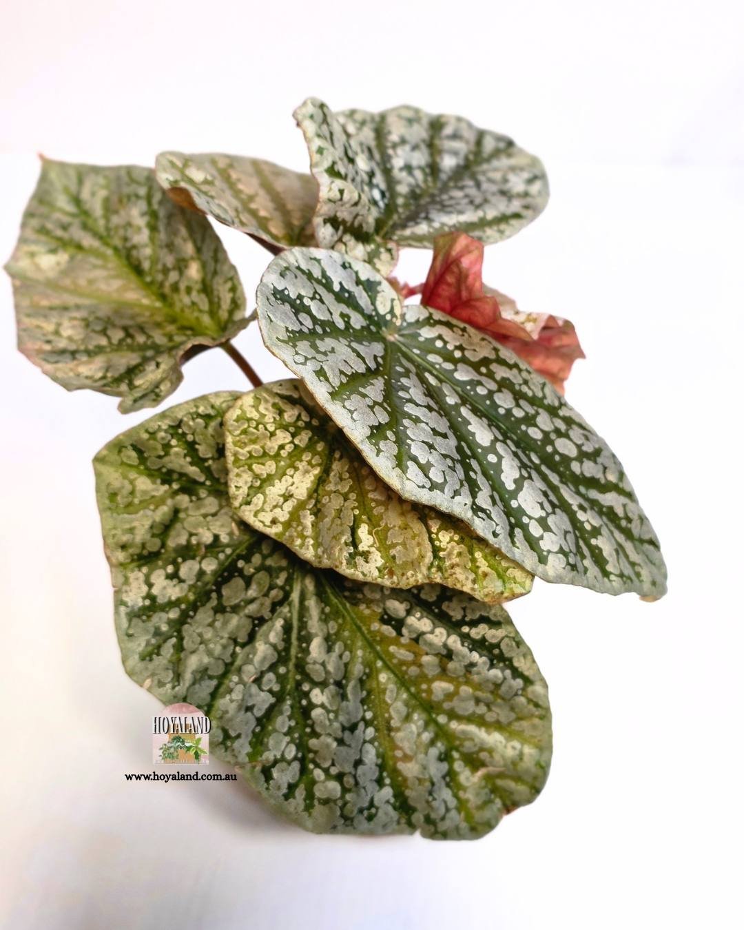 Begonia snowcap variegata (4).jpg