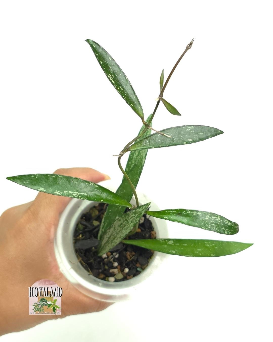 Hoya Tanggamus bamboo.jpg