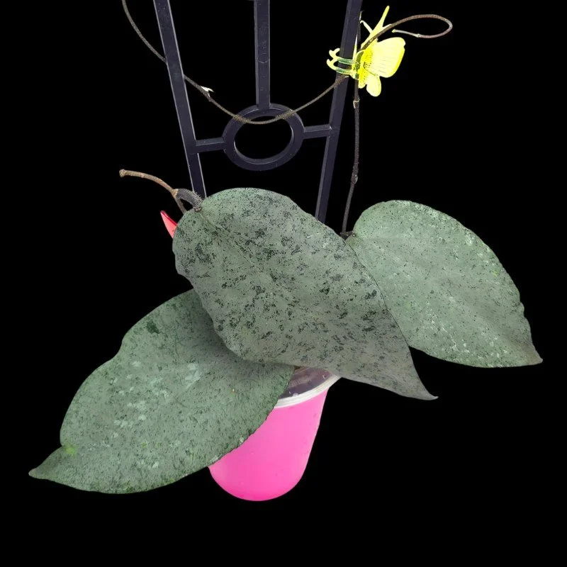 Silver leaf hoya trellised in a pot.