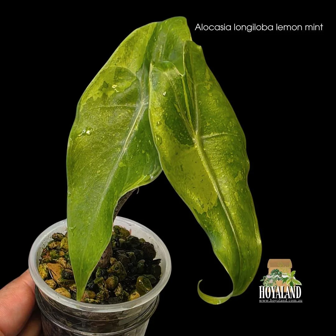 ⛄  Alocasia Longiloba Lemon Mint aka Forest