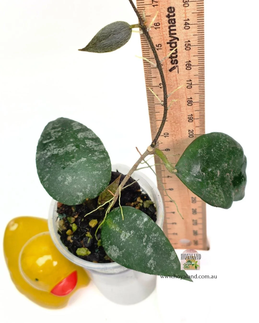 Hoya caudata a (3).jpg