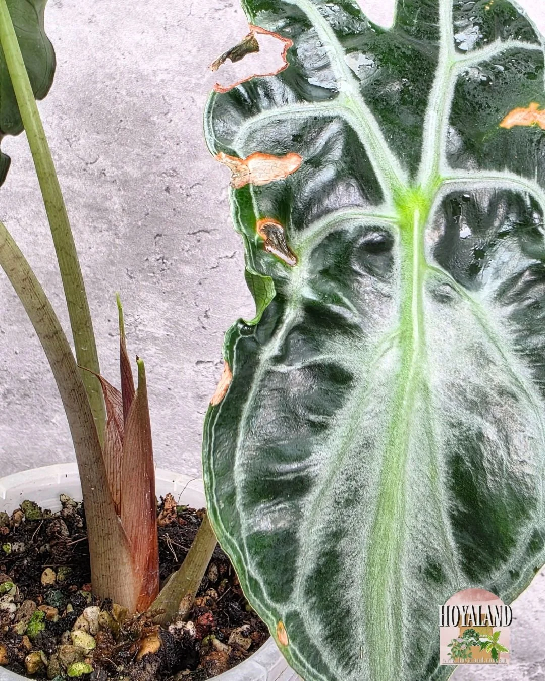 Alocasia venom (6).jpg