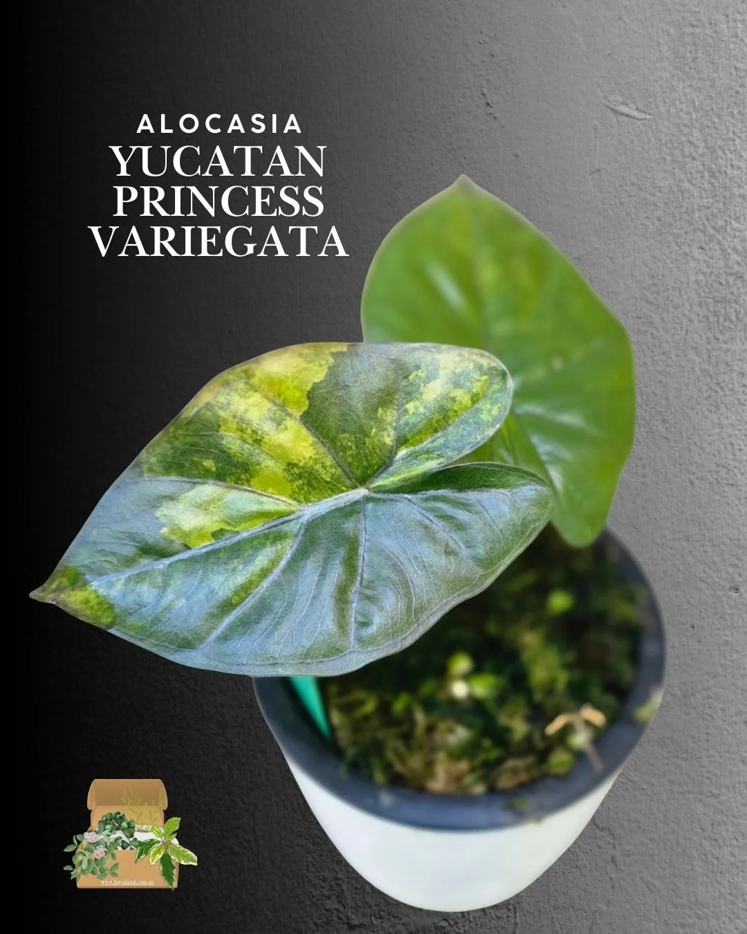 Alocasia Yucatan Princess Variegata.jpg