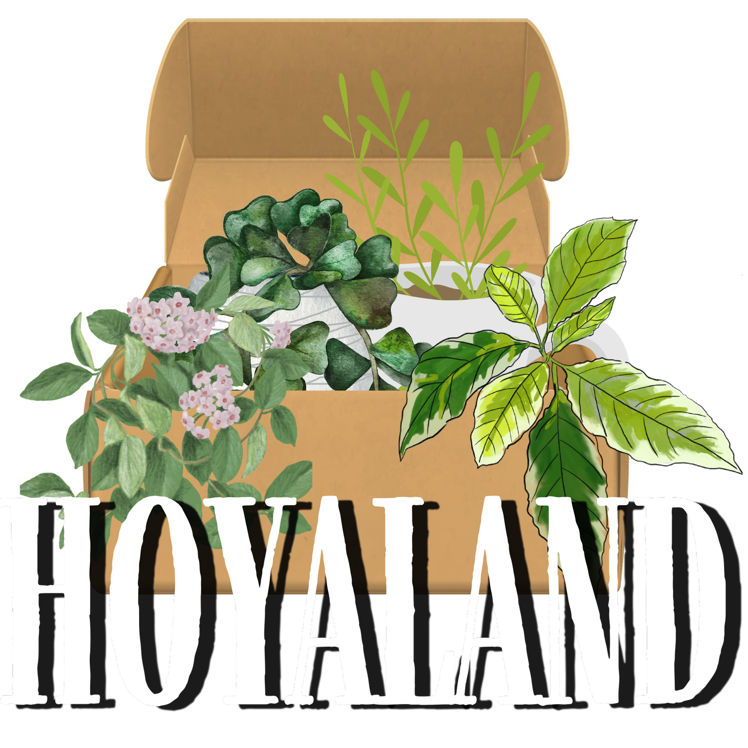 Rare Plants | Hoyas | Aroids | Hoyaland Australia