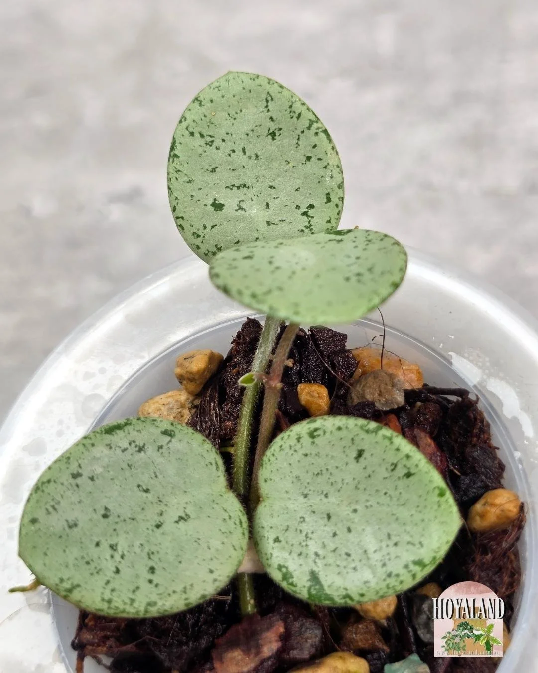 Hoya Grey Fairy A (4).jpg