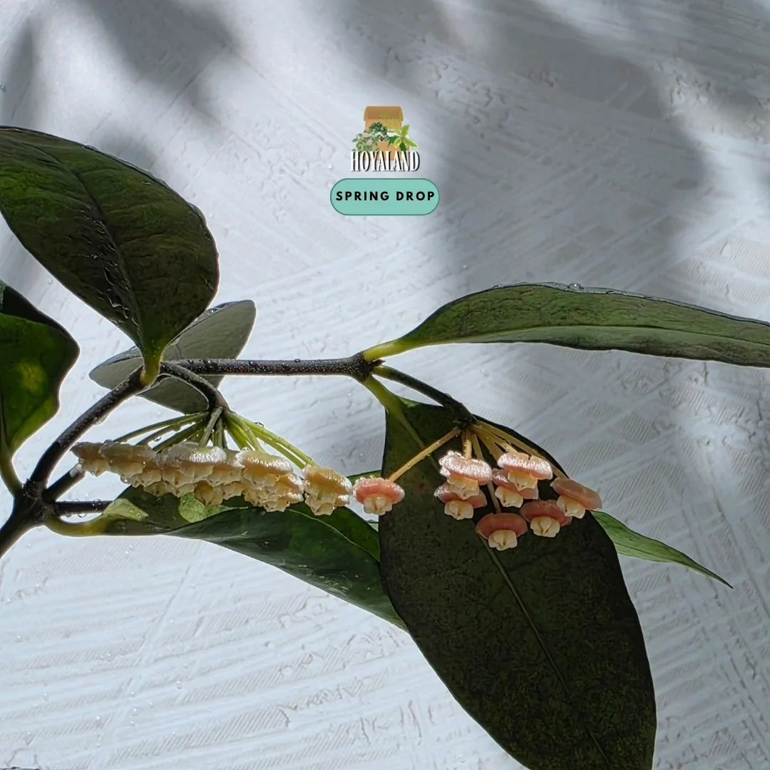 Hoya Jatim 2 (7).jpg