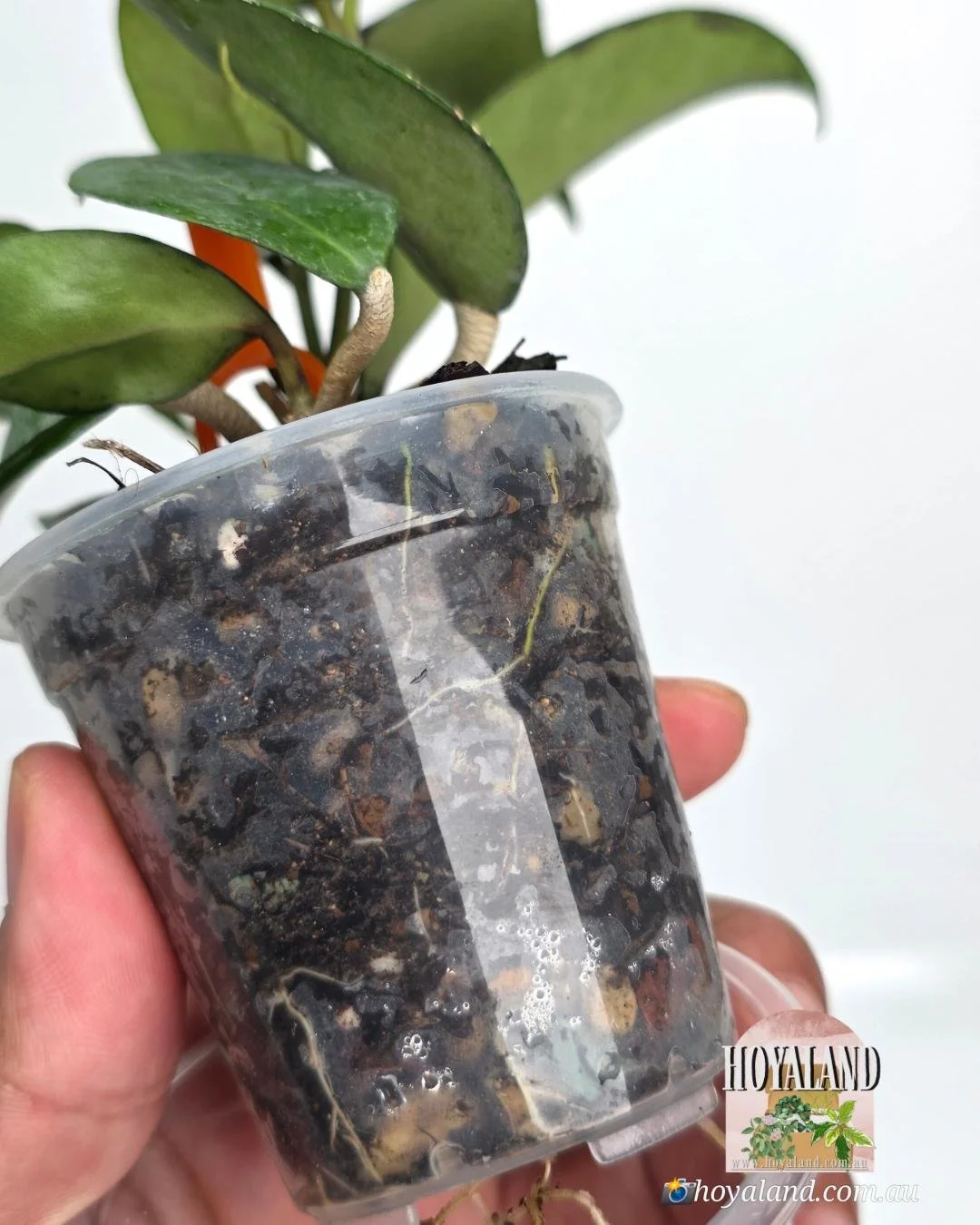 Hoya Sumbawa (5).jpg