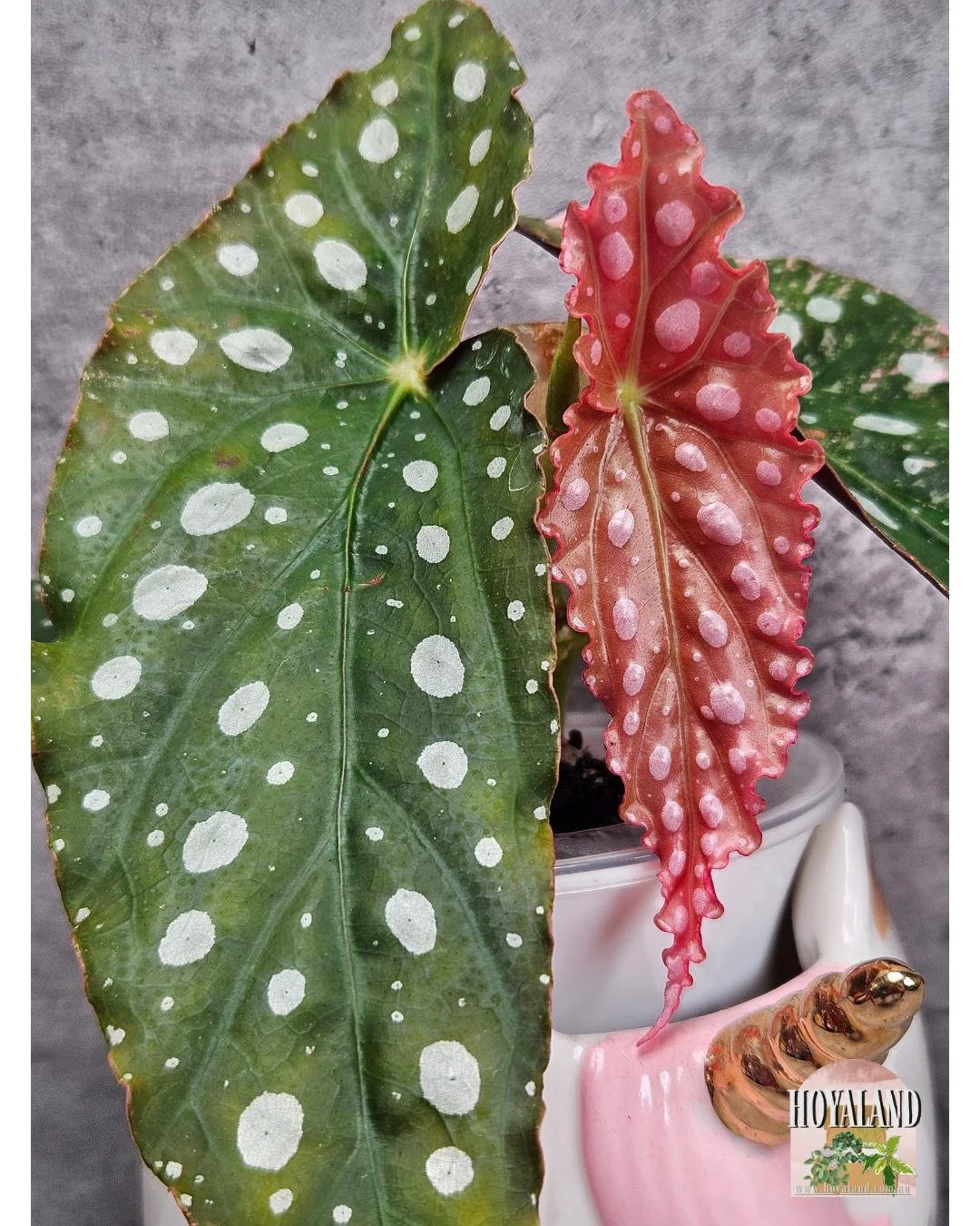 Begonia maculata wightii var (4).jpg