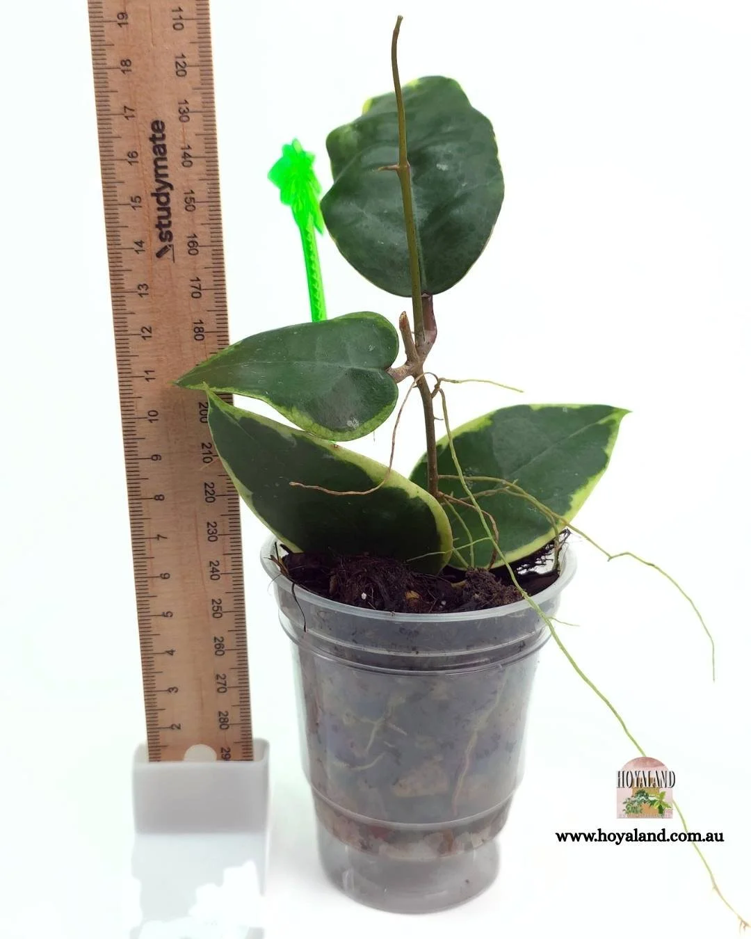 Hoya panglay albo (2).jpg