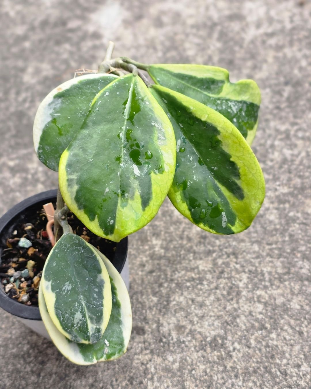 Hoya obovata amelia (4).jpg