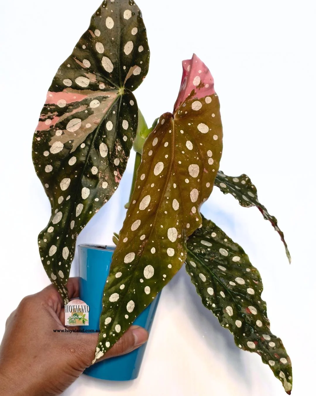 Begonia maculata var large (2).jpg