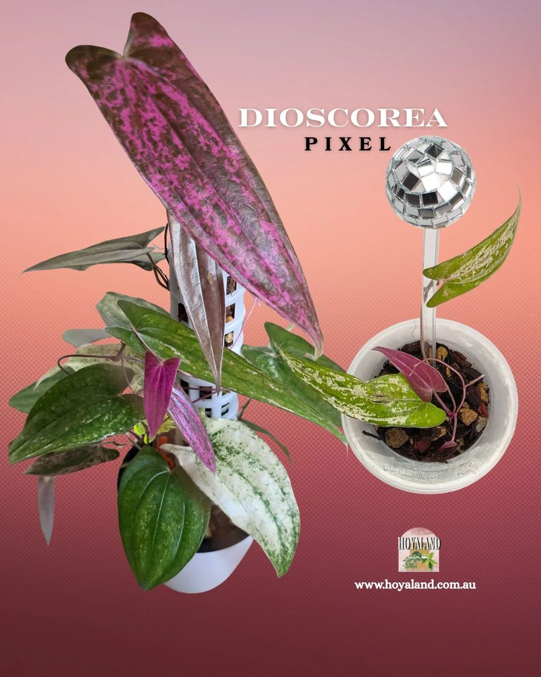 🍂 NEW Dioscorea Pixel - More Pink
