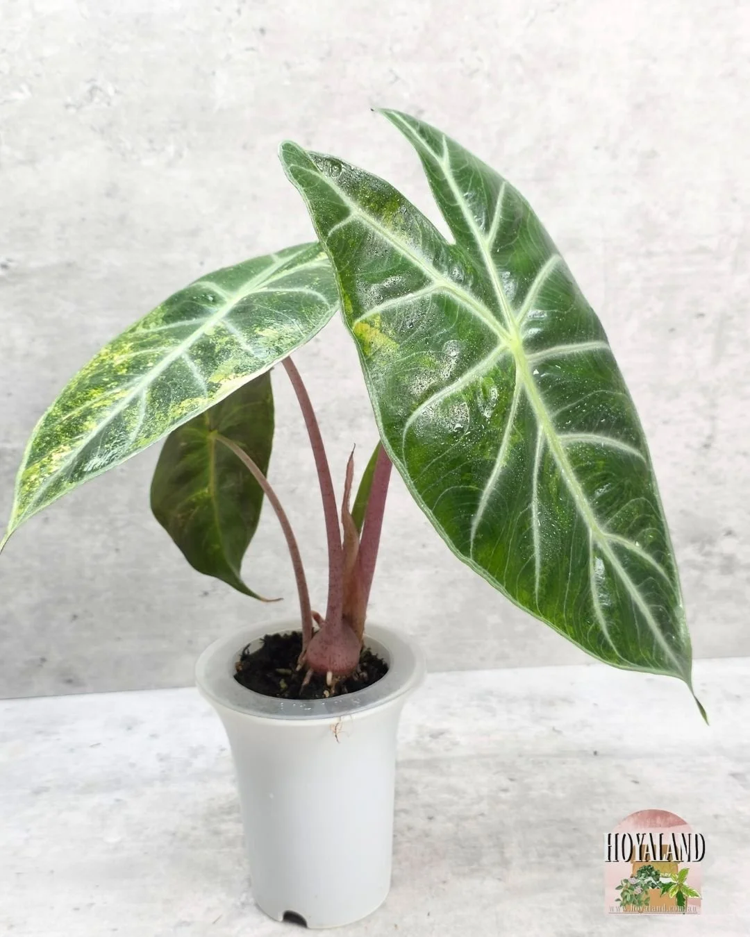 Alocasia nairobi nights aurea (11).jpg
