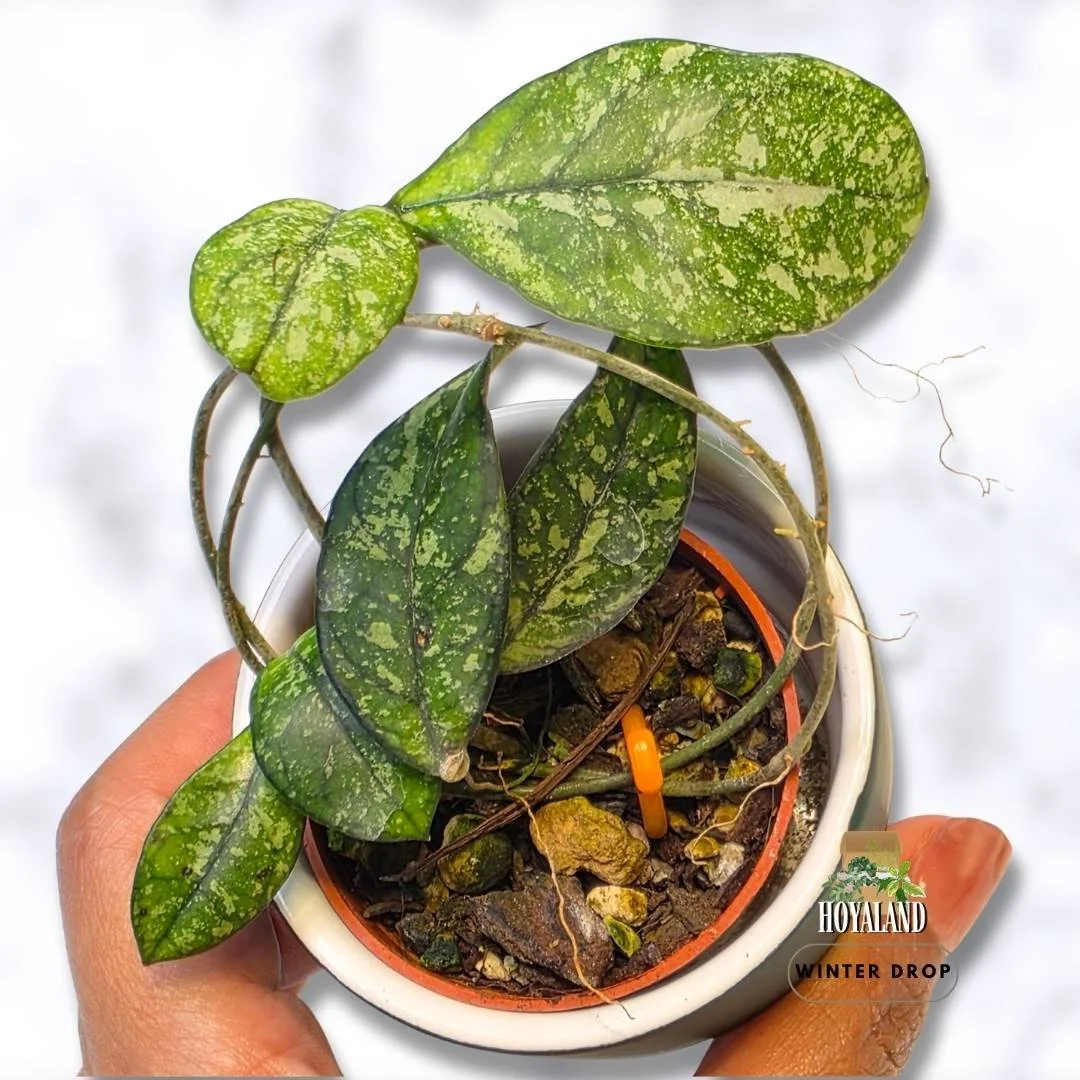 Hoya crassipetiolata Splash | Uncommon Silver Variegated Hoya – Hoyaland