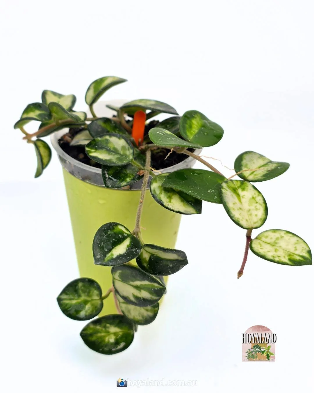Hoya mathilde variegata base (3).jpg