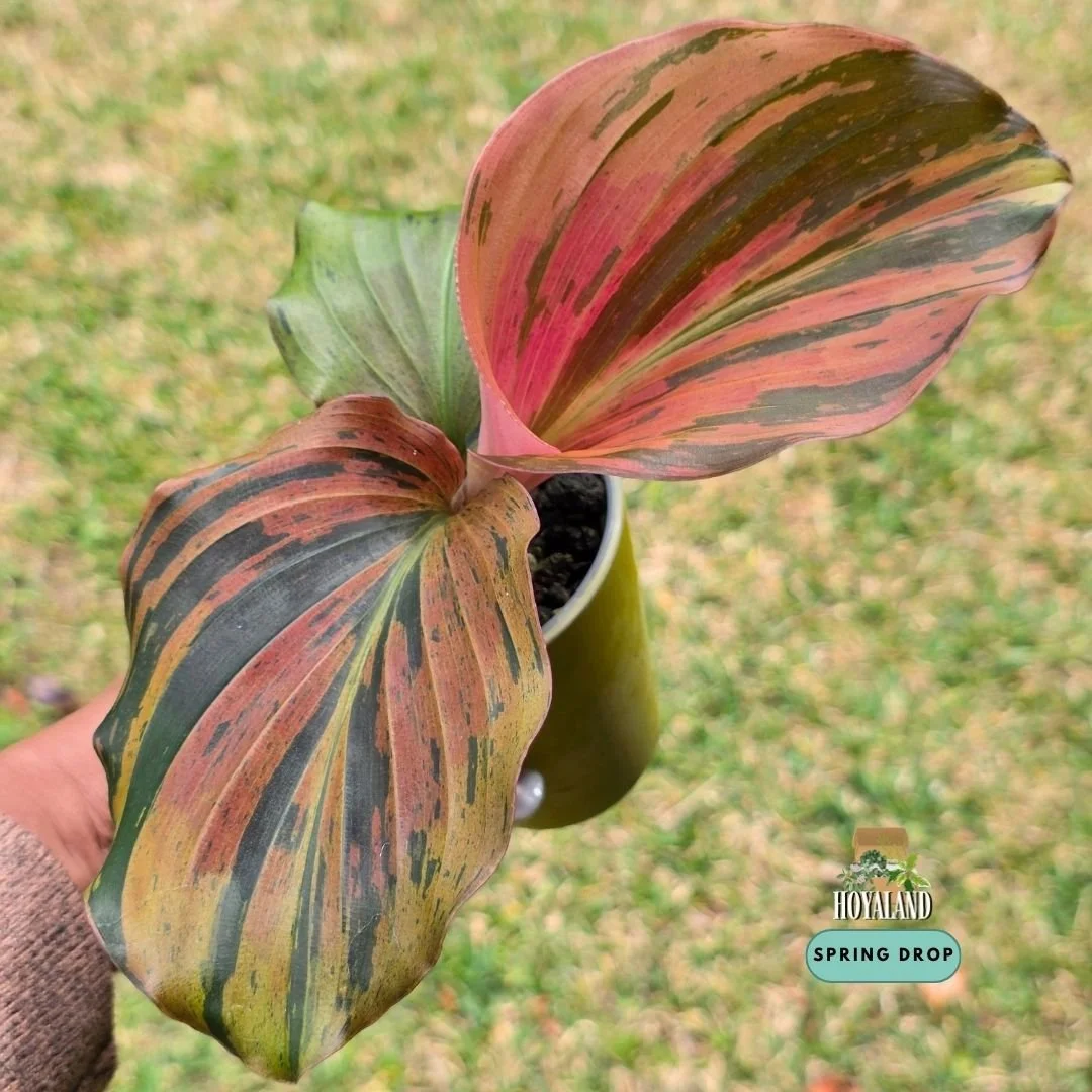 Kaempferia pulchra variegata (4).jpg