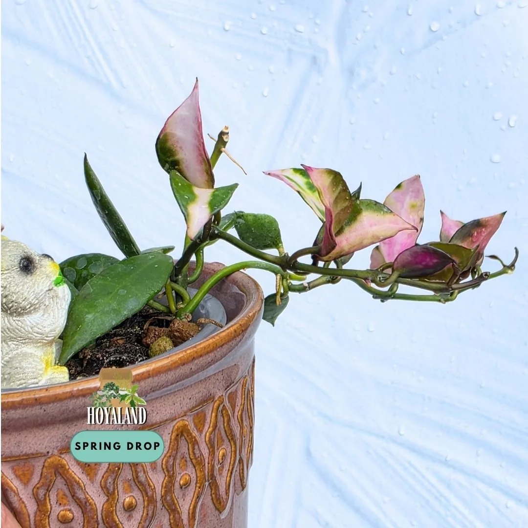 Hoya Lacunosa Cianjur (6).jpg