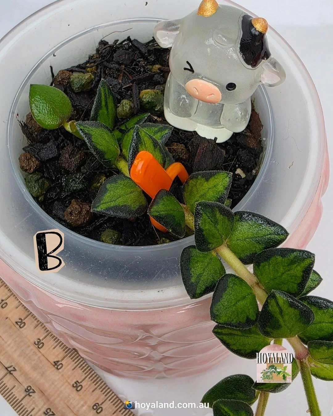 Hoya chinghungensis variegata B (2).jpg