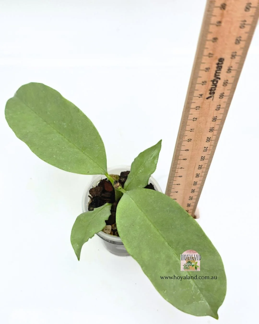 Hoya multiflora wonderphil.jpg