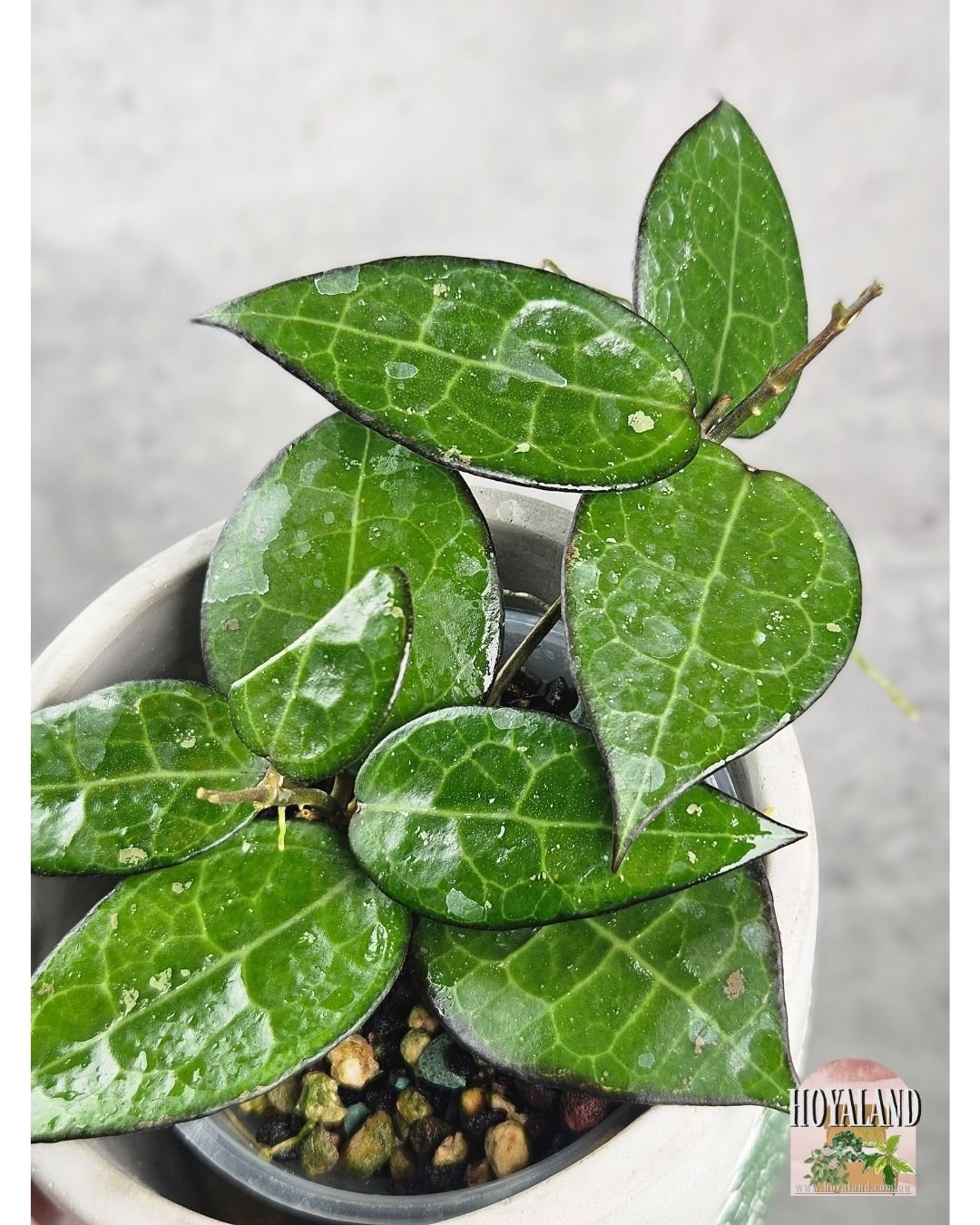 Hoya verticillata black margin b (4).jpg