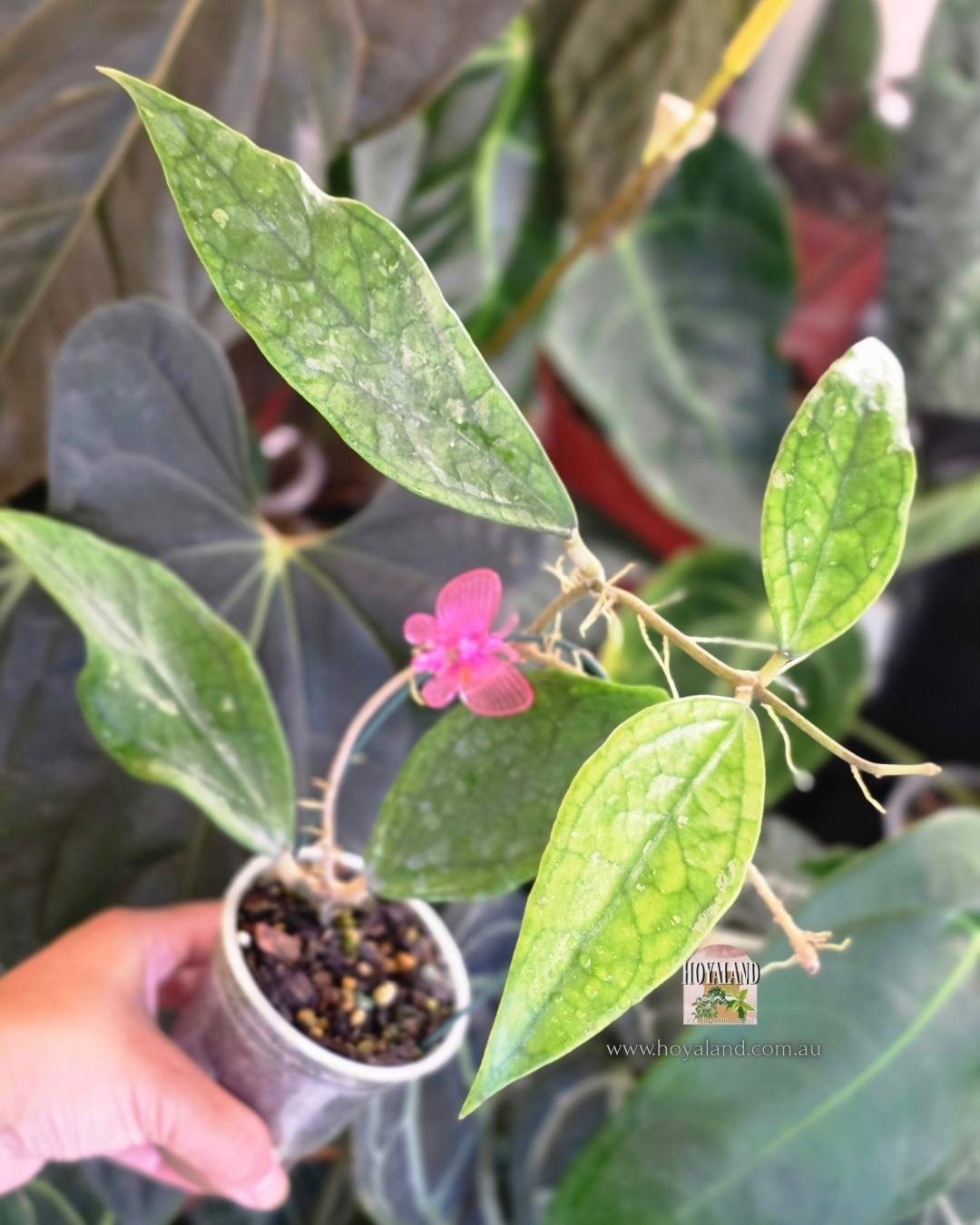 🍂 Veiny Hoya sp Germany Palau - Active Growth