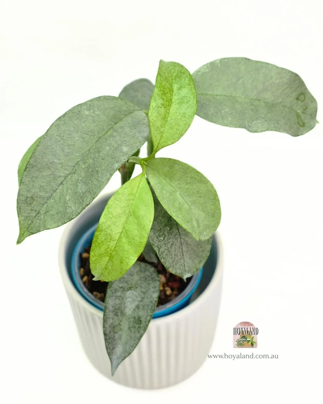Hoya multiflora Wonderphil (3).jpg