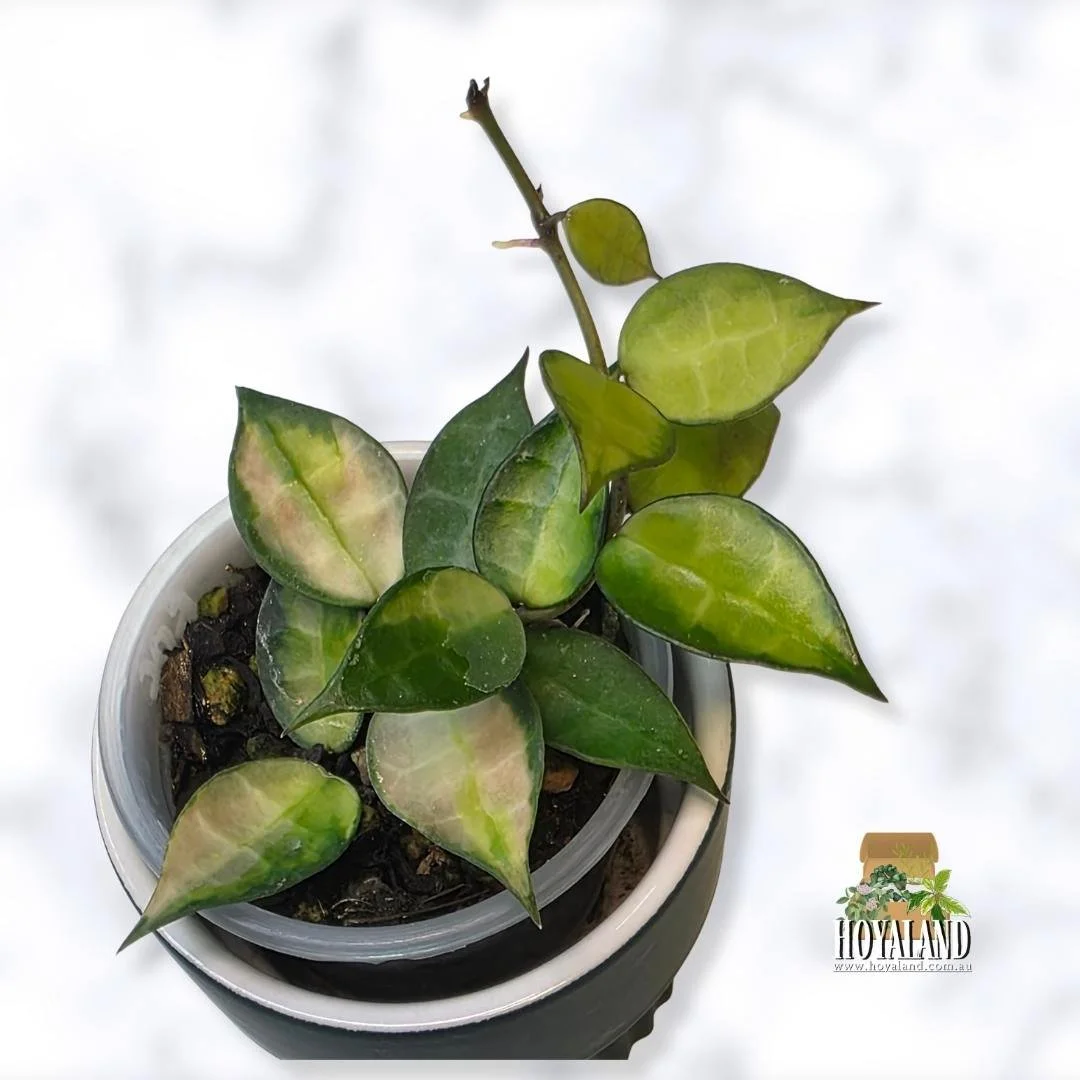 Hoya lacunosa red aka green on green (5).jpg