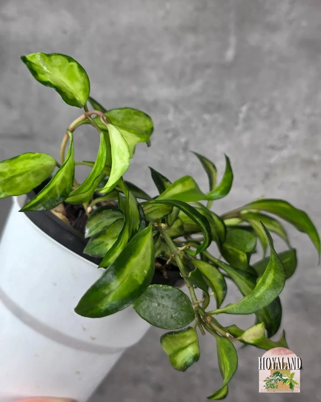 Hoya lacunosa Bruno (4).jpg