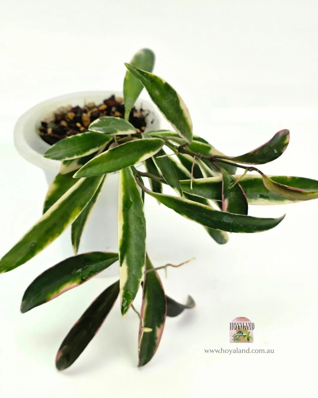 🌞 Hoya kentiana "Lori Lyn"  outer variegated plant | 2 heads 🎇 LC