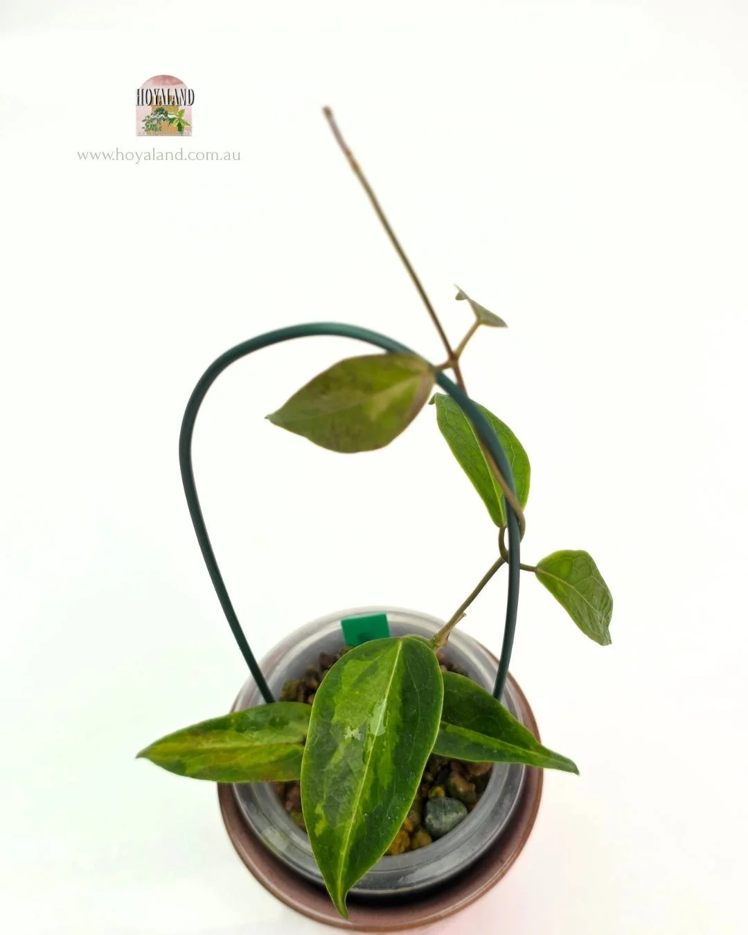 Hoya dennissii Frida (7).jpg