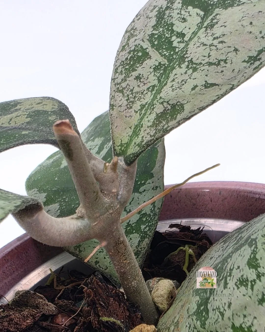 Hoya deykeai morning dew b (4).jpg