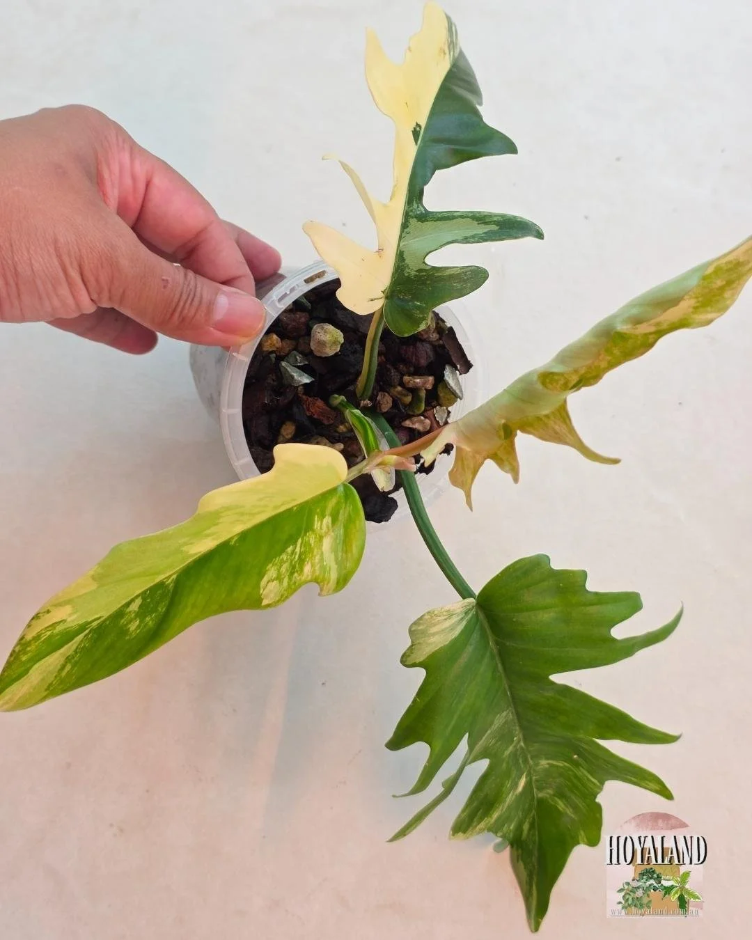 Philodendron FB x Tortum (10).jpg