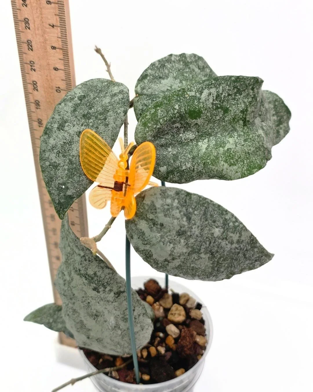 Hoya caudata silver (4).jpg