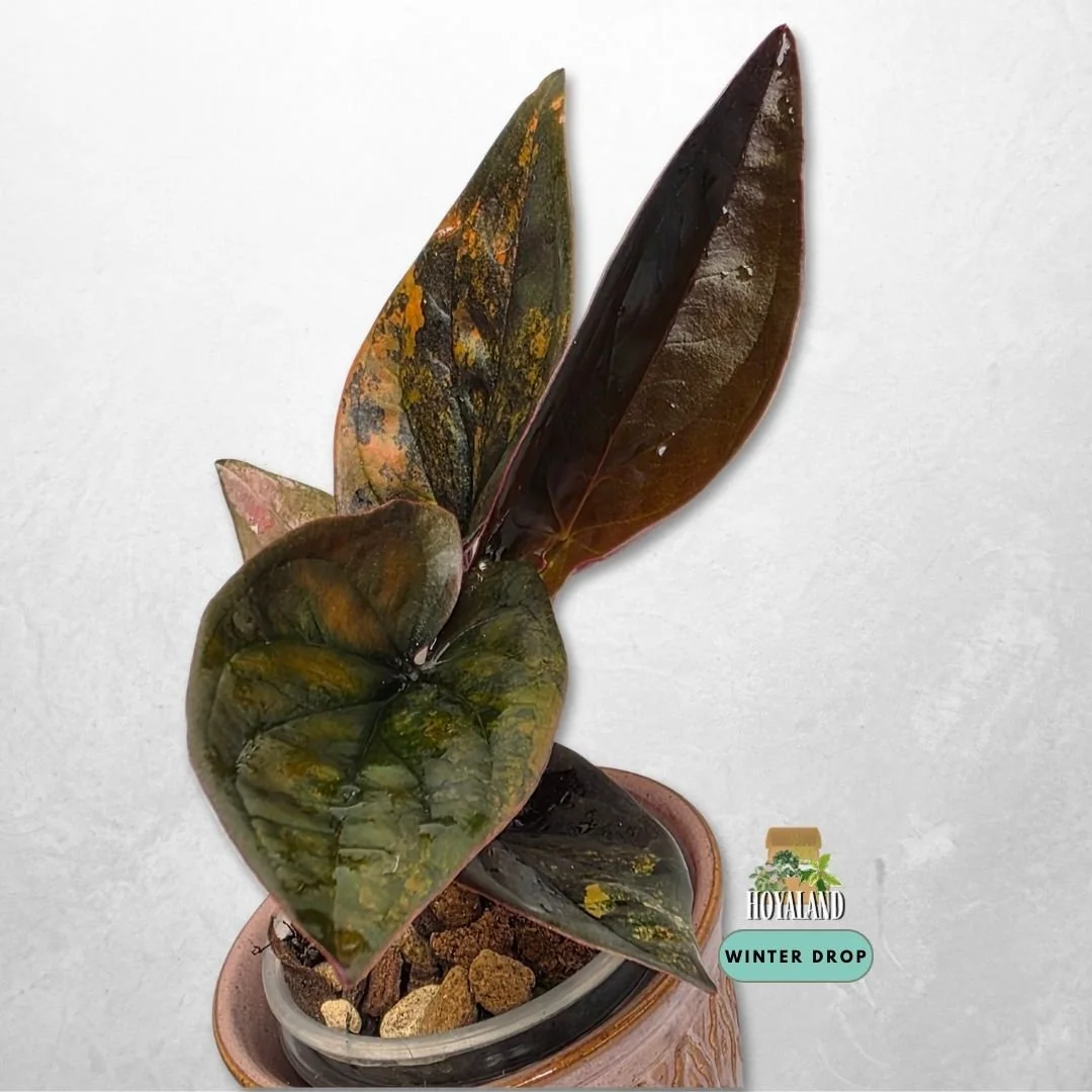 Established Syngonium Red Arrow Variegata with dark foliage, ruby backs, and gold to pink splash