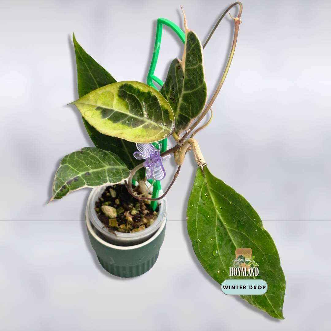 Established Hoya verticillata Tanggamus Albo with thick leaves and white borders