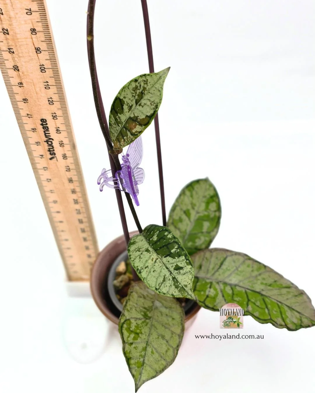 🍂 Hoya Gunung Gading 'Silver' | Stable High Silver Variegation