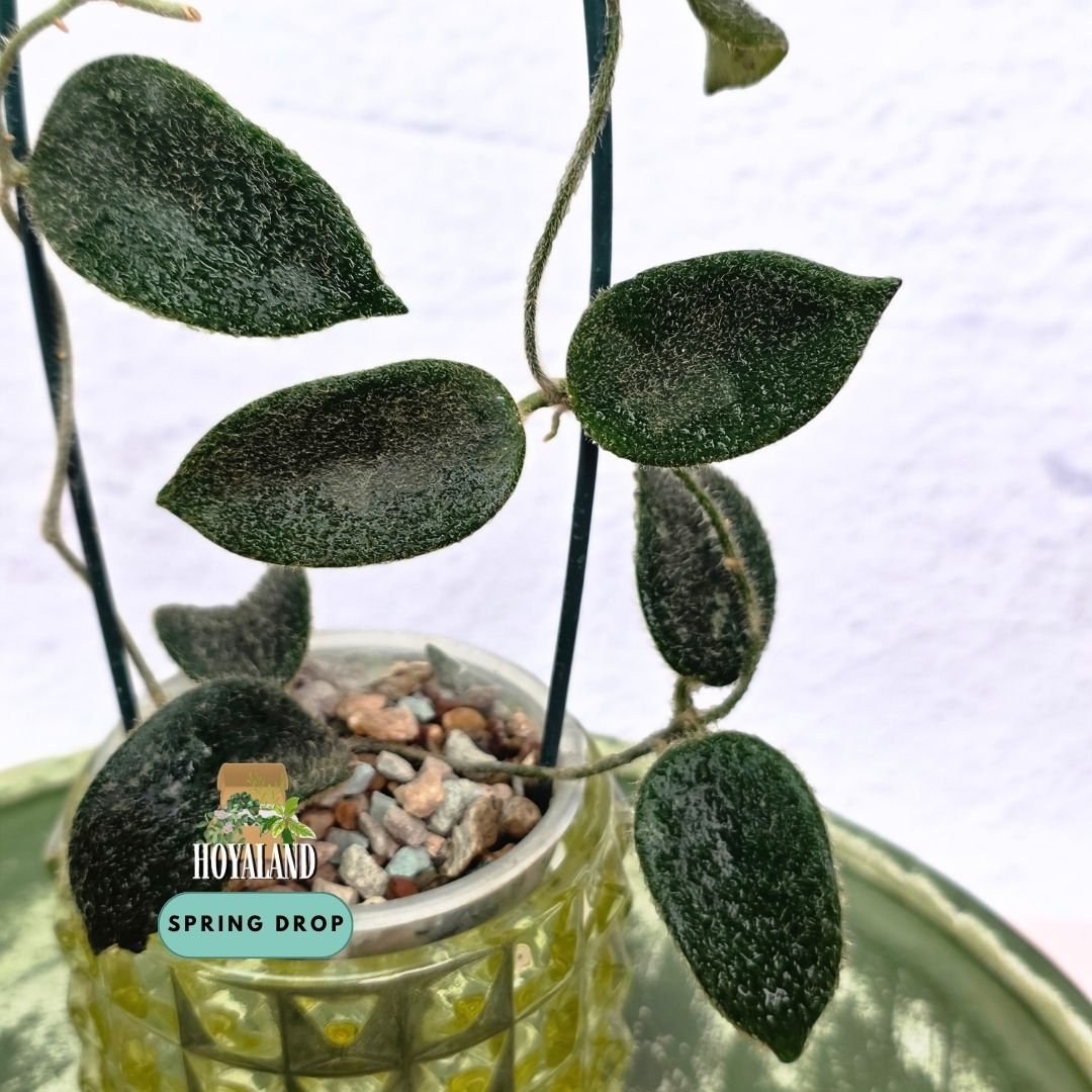 Hoya thomsonii pink (4).jpg