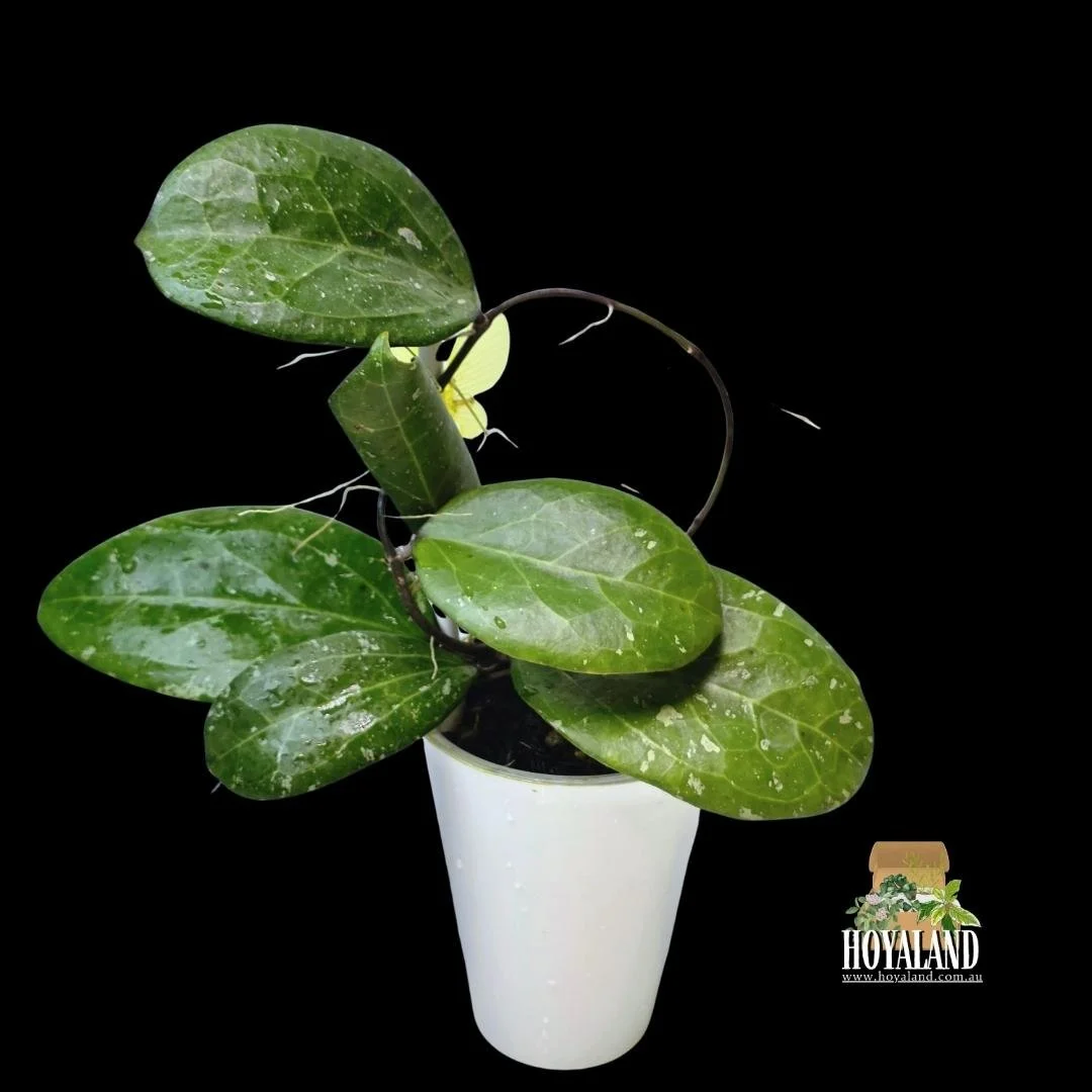 Hoya michele (2).jpg