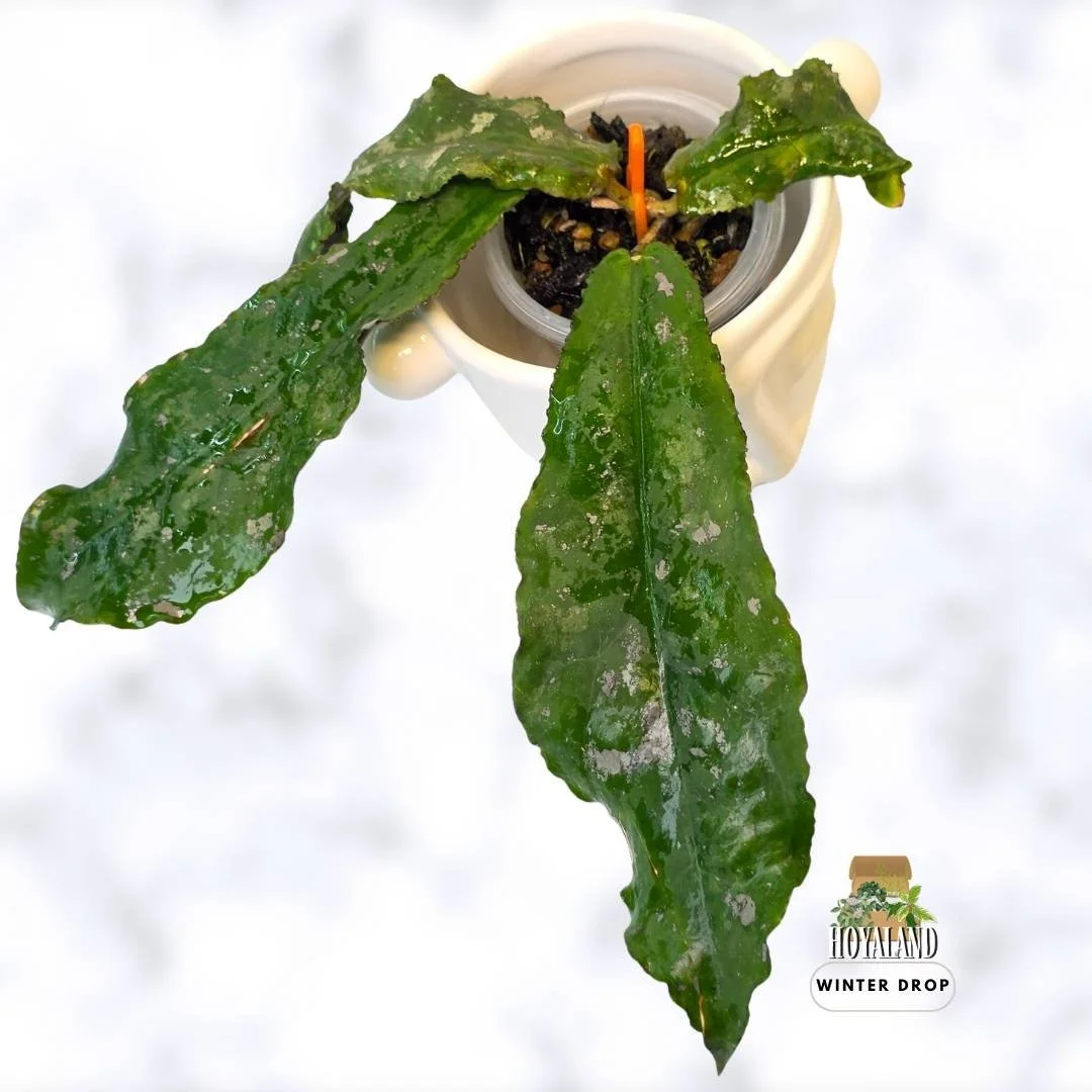Hoya undulata | Prehistoric Splashy Collector Hoya | Small