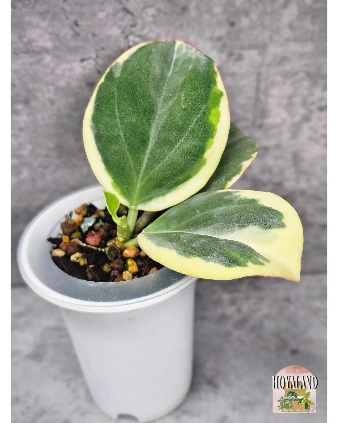 Hoya subquintuplinervis albo (2).jpg