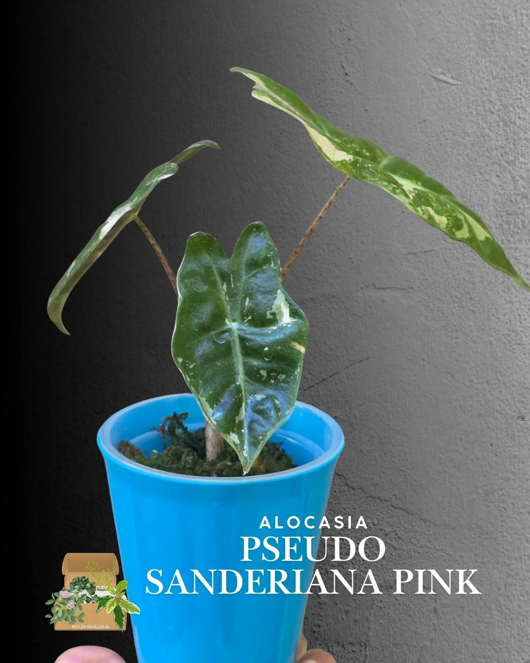 Alocasia pseudo sanderiana pink (3).jpg