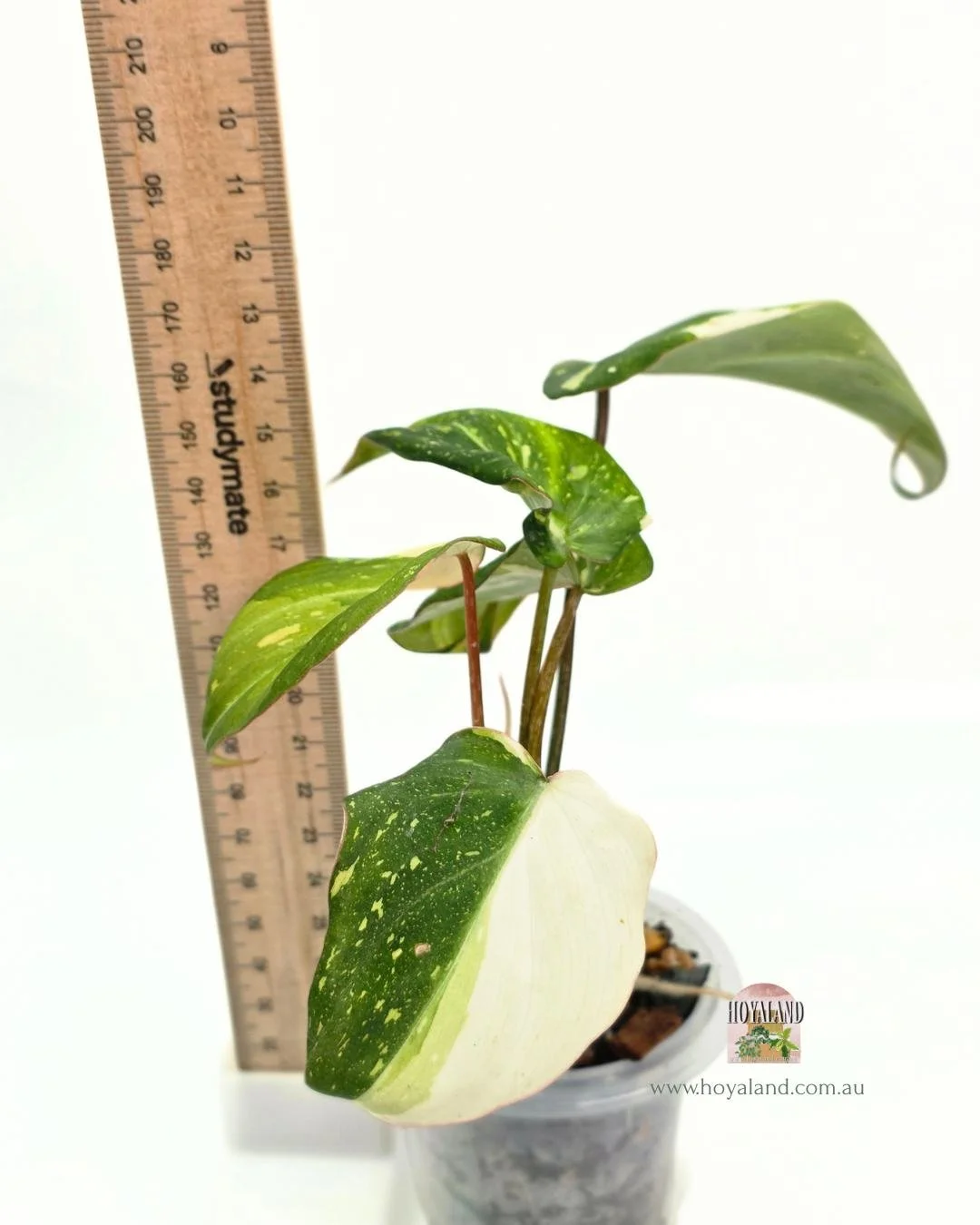 Philodendron gloriosum variegata A (5).jpg