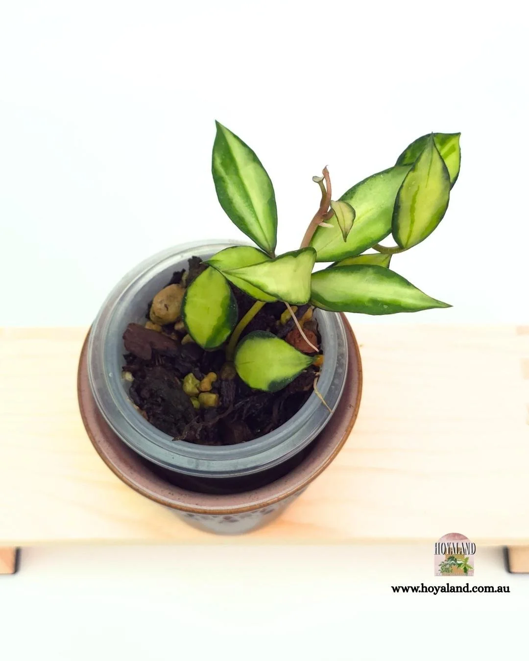 Hoya lacunosa souma (3).jpg